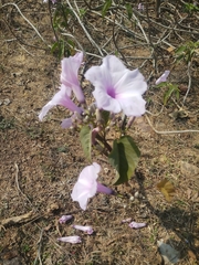 Ipomoea carnea fistulosa