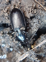 Pterostichus elongatus