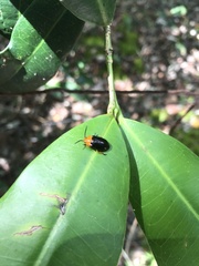 Lamprolina simillima