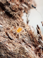 Erythracaridae