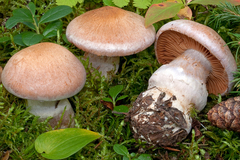 Cortinarius distortus