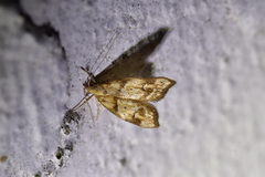 Gymnobathra hamatella