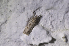Scoparia chalicodes
