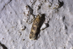 Anisoplaca cosmia