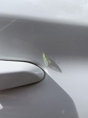 Apertochrysa edwardsi