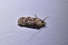 Barea exarcha