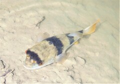 Marilyna pleurosticta