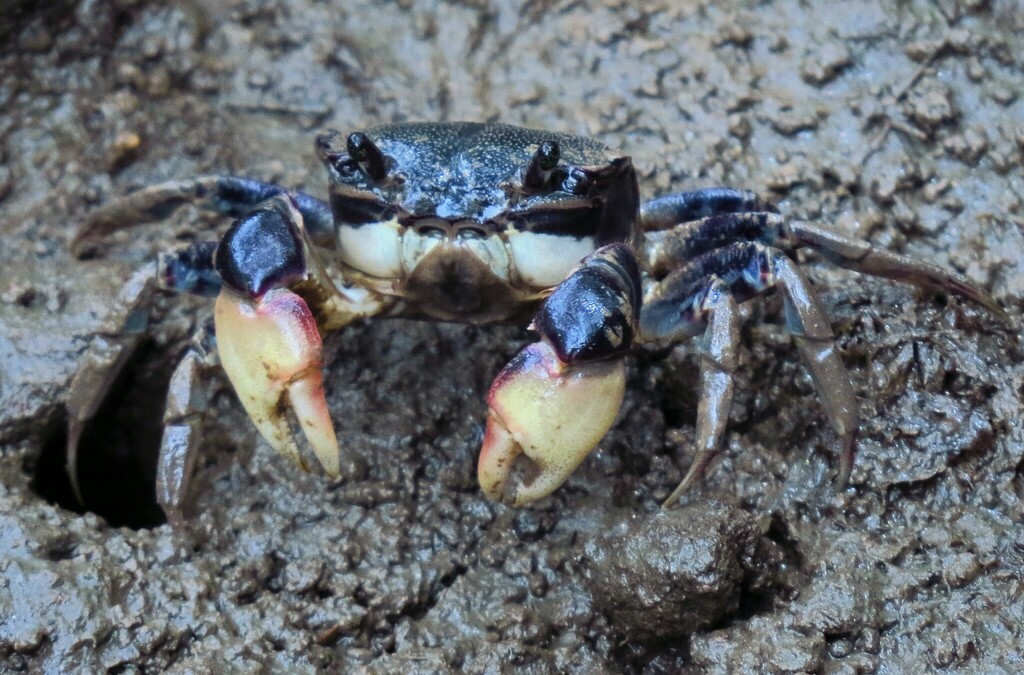 Purple and Cream Shore Crab from Sunshine Coast QLD, Australia on ...