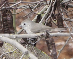 Baeolophus inornatus