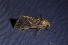 Ctenoplusia limbirena