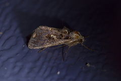 Ctenoplusia limbirena