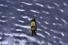 Opogona comptella