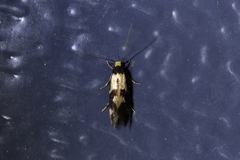 Opogona comptella