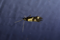 Opogona comptella