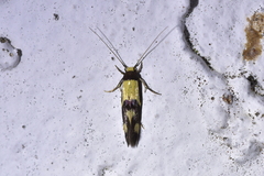 Opogona comptella