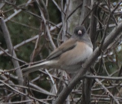 Junco hyemalis