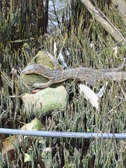 Varanus salvator macromaculatus