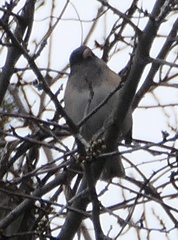 Junco hyemalis