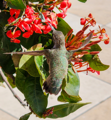 Calypte costae