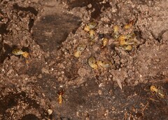 Nasutitermitinae