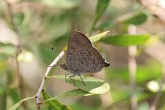Paralucia pyrodiscus lucida