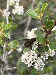 Conophorus fenestratus