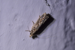 Strepsicrates ejectana