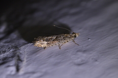 Strepsicrates ejectana