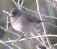 Junco hyemalis