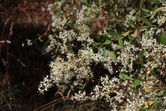 Bursaria spinosa spinosa