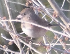 Junco hyemalis