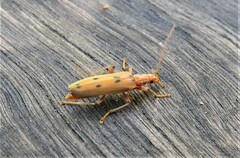 Parisopalpus nigronotatus