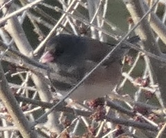 Junco hyemalis