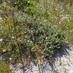 Pimelea villosa