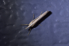 Orocrambus vittellus