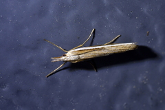 Orocrambus vittellus