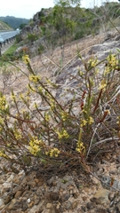 Thymelaeaceae