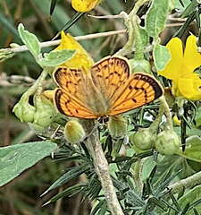 Lycaena salustius