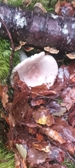 Russula purpureotincta