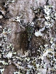 Amphipsalta