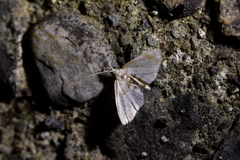 Trichophysetis cretacea