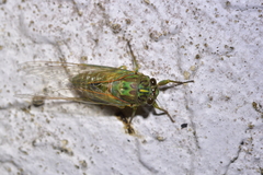 Amphipsalta zelandica