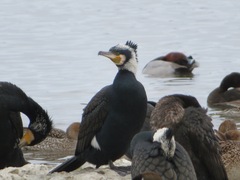 Phalacrocorax carbo hanedae