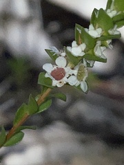 Baeckea imbricata
