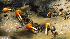 Tubuca coarctata