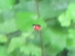 Cethosia cydippe chrysippe