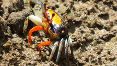 Tubuca coarctata