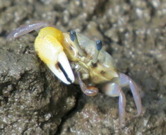 Tubuca coarctata