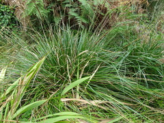 Carex tereticaulis