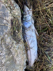 Centropomus undecimalis